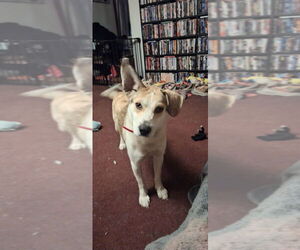 Catahoula Leopard Dog-Golden Retriever Mix Dogs for adoption in Aurora, IN, USA