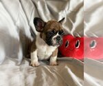 Small #2 French Bulldog