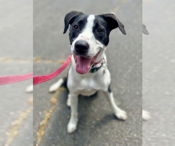 Medium Photo #38 Borador Puppy For Sale in Brewster, NY, USA