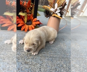 Golden Retriever Puppy for Sale in NEOLA, West Virginia USA
