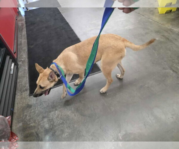 Medium Photo #8 Mutt Puppy For Sale in Minneapolis, MN, USA