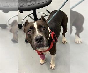 Staffordshire Bull Terrier Dogs for adoption in Waco, TX, USA