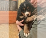 Small Photo #13 Bernese Mountain Dog Puppy For Sale in FRANKTOWN, CO, USA