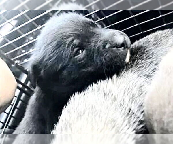 Medium Photo #2 Staffordshire Bull Terrier Puppy For Sale in Houston, TX, USA