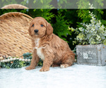 Puppy Tyson Cavapoo