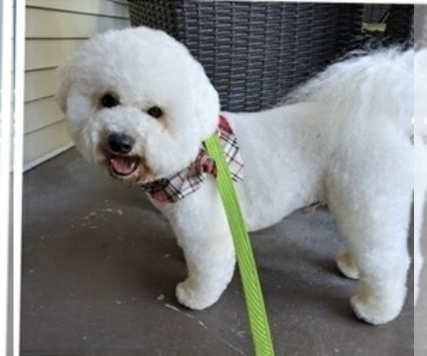 Medium Photo #1 Bichon Frise Puppy For Sale in TEHACHAPI, CA, USA