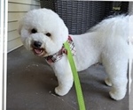 Small Photo #1 Bichon Frise Puppy For Sale in TEHACHAPI, CA, USA