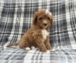 Small #3 Cavapoo