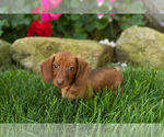 Small #1 Dachshund