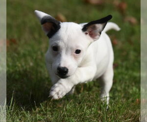 Iriel - Female Jackshund Dog for Adoption - Photo #3