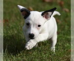 Small Photo #3 Jackshund Puppy For Sale in Mechanicsburg, PA, USA