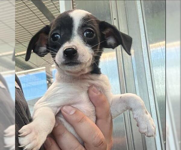 Medium Photo #1 Chihuahua Puppy For Sale in San Martin, CA, USA