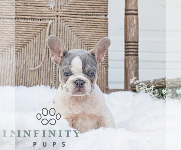 Medium Photo #1 French Bulldog Puppy For Sale in HONEY BROOK, PA, USA