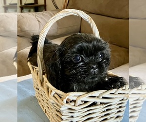 Shih Tzu Puppy for Sale in DUFF, Tennessee USA