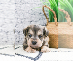 Small Photo #22 Schnauzer (Miniature) Puppy For Sale in SYRACUSE, IN, USA