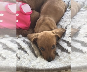 Dachshund Puppy for sale in SAN DIEGO, CA, USA
