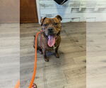 Small #40 American Staffordshire Terrier-Boxer Mix
