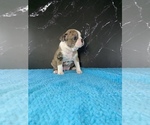 Small #10 Boston Terrier