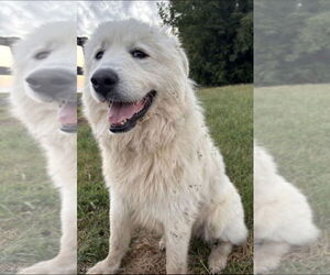 Great Pyrenees Dogs for adoption in Croydon, NH, USA