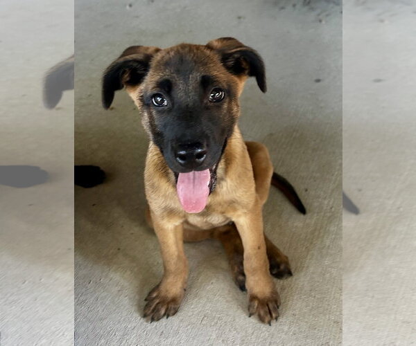Medium Photo #6 Black Mouth Cur-Labrador Retriever Mix Puppy For Sale in Hillsboro, MO, USA