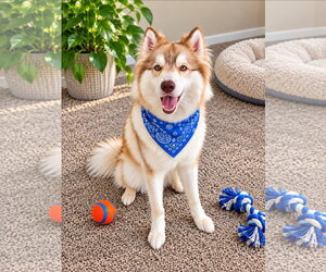 Siberian Husky Dogs for adoption in Euless, TX, USA