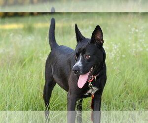 Charlotte Webb - Female German Shepherd Dog-Unknown Mix Dog for Adoption - Photo #4