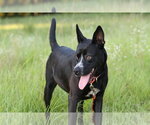 Small #3 German Shepherd Dog Mix
