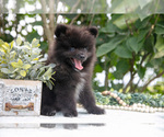 Small Photo #10 Pomeranian Puppy For Sale in SALEM, IN, USA