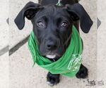 Small #11 Labrador Retriever Mix