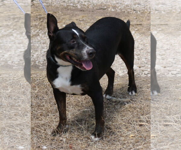 Medium Photo #1 Rottweiler-Unknown Mix Puppy For Sale in Bandera, TX, USA