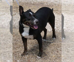 Rottweiler-Unknown Mix Dogs for adoption in Bandera, TX, USA