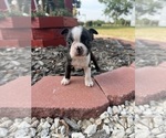 Small #3 Boston Terrier