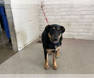 German Shepherd Dog-Unknown Mix Dogs for adoption in San Bernardino, CA, USA
