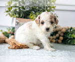 Puppy Charlie Poodle (Miniature)