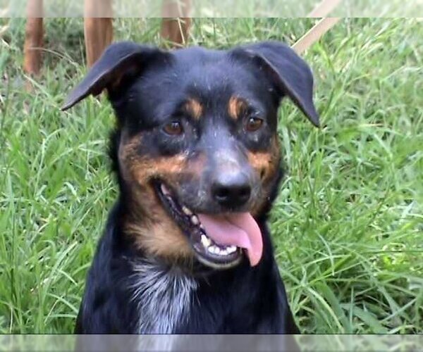 Medium Photo #1 Mutt Puppy For Sale in Frankston, TX, USA