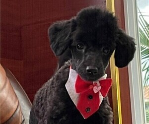 Poodle (Miniature) Puppy for sale in BOCA RATON, FL, USA