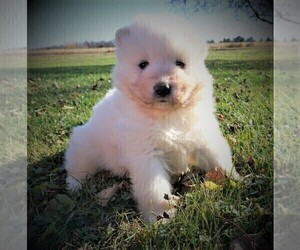 Samoyed Puppy for Sale in LUBLIN, Wisconsin USA