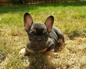 French Bulldog Puppy for sale in BATTLE GROUND, WA, USA