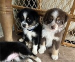 Puppy Puppy 5 Australian Shepherd