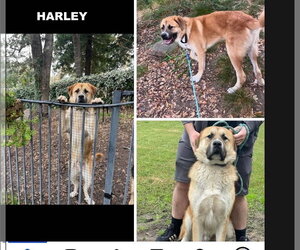 HARLEY - Male Anatolian Shepherd-Unknown Mix Dog for Adoption - Photo #6