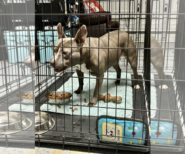 Medium Photo #4 Staffordshire Bull Terrier-Unknown Mix Puppy For Sale in Holly Springs, NC, USA