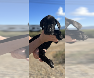 Great Dane Puppy for sale in GLOBE, AZ, USA