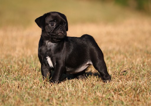 Medium Photo #1 Pug Puppy For Sale in CLEMENTS, MD, USA