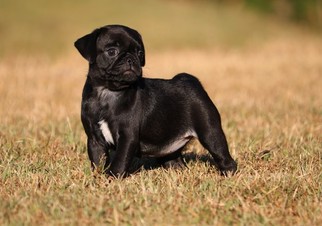 Pug Puppy for sale in CLEMENTS, MD, USA