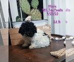 Puppy Olivia Poodle (Toy)