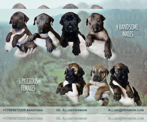 Peruvian Inca Orchid-Xoloitzcuintli (Mexican Hairless) Mix Puppy for sale in SUNNYVALE, CA, USA