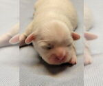 Small #3 Shih Tzu