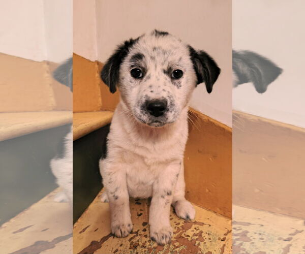 Medium Photo #2 Mutt Puppy For Sale in Garden City, NY, USA