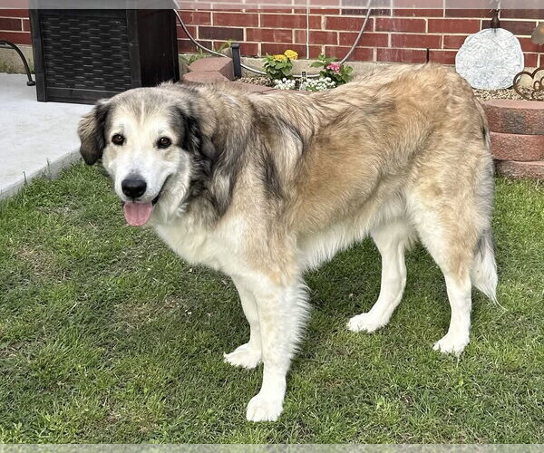 Medium Photo #2 Great Pyrenees Puppy For Sale in Fort Worth, TX, USA