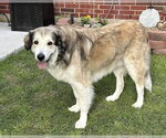 Small #1 Great Pyrenees